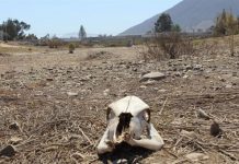 Chile Kekeringan, Petani Memanfaatkan Energi Matahari untuk Mengatasi Krisis Air