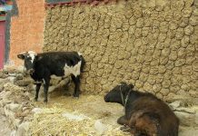 Dosen dan Mahasiswa ITS Berhasil Kembangkan Kotoran Sapi Jadi Energi Listrik