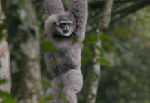 Pertamina Save Owa Jawa