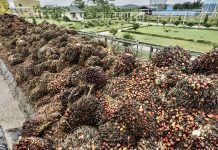 Industri Sawit Siap Pasok CPO untuk Program B40
