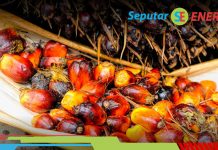 Benarkah Minyak Sawit Bisa jadi Solusi Efektif untuk Menurunkan Emisi Karbon?