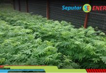 PT Semen Padang Gencarkan Penanaman Kaliandra Merah sebagai Sumber Energi Terbarukan