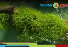 Rumput Laut, Sumber Energi Alternatif yang Ramah Lingkungan dan Menjanjikan