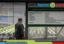 Pertamina Foundation Tanam 1,2 Juta Mangrove Lewat Program Hutan Lestari